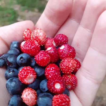 Henrykowo Holiday home *