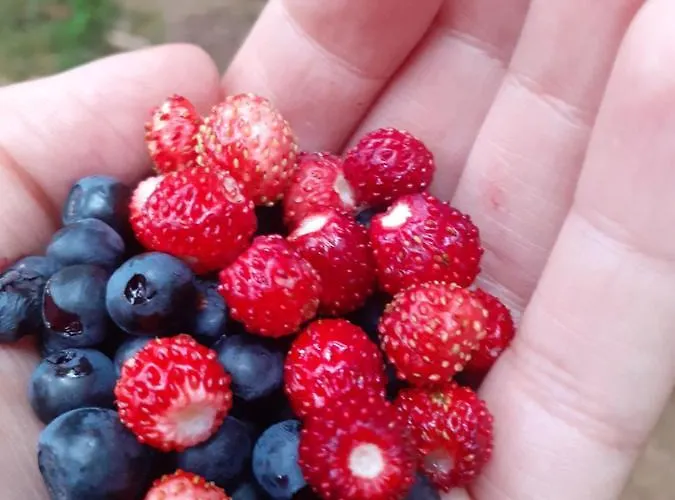 Henrykowo Ferienhaus *