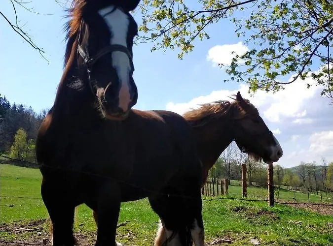 Ferienhaus Henrykowo