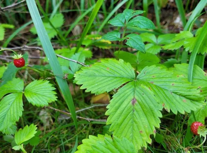 Ferienhaus Henrykowo Stronie Śląskie